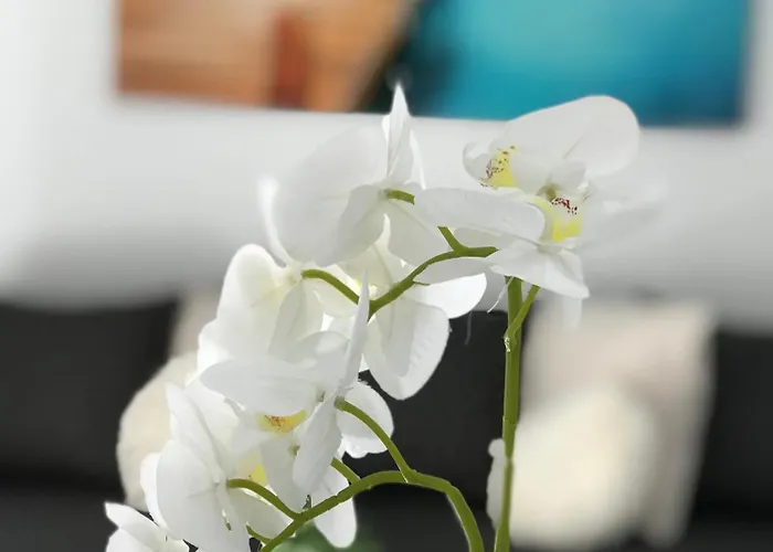 Apartment Side Heaven